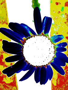  Abstract Large Daisy Flower 